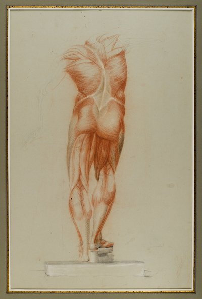 Écorché (Étude de musculature), c.1848 - Daniel Huntington