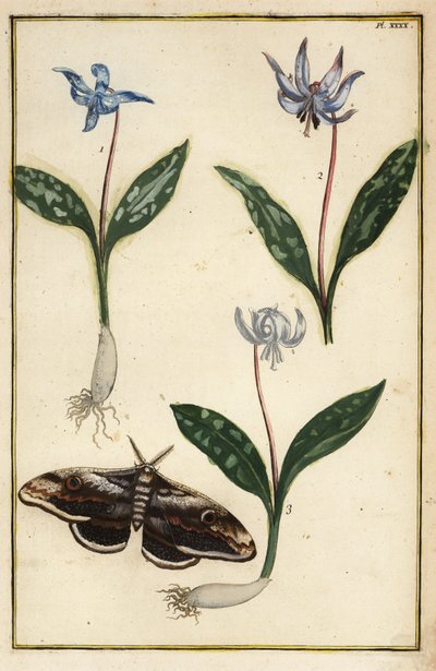 Érythrone dent-de-chien, Erythronium dens-canis, et papillon de nuit - Daniel Rabel