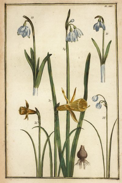 Jonquille sauvage, Narcissus pseudonarcissus, et perce-neige, Galanthus nivalis - Daniel Rabel