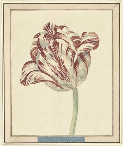 Tulipe, nommée Bisar, Cardinal de Fleuri - Daniël Marot (II)