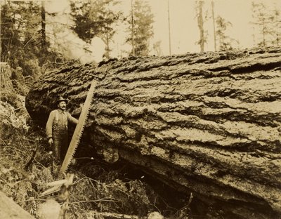 [Bûcheron, tronçonneuse et arbre abattu]. - Darius Kinsey