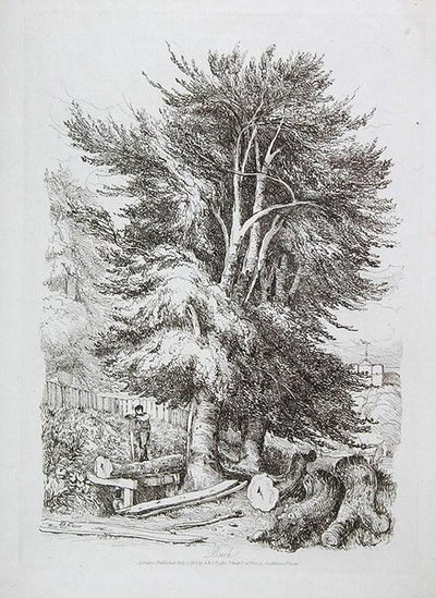 Hêtre n° 18, illustration de Progressive Lessons on Landscape for Young Beginners, 1816 - David Cox