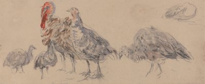 Étude de dindes - David Cox