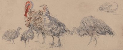 Étude des dindes - David Cox