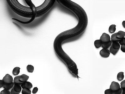 Les roses « Black Snake » - David Drake