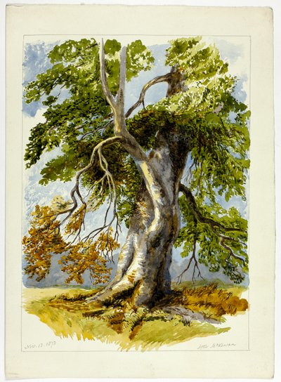 Arbre noueux - David Hall McKewan