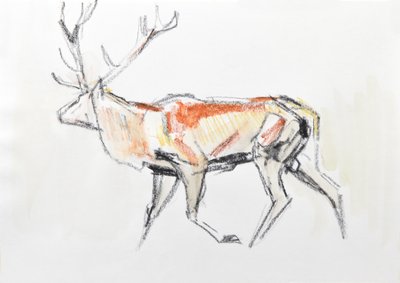 Cerf élaphe - David Mayer