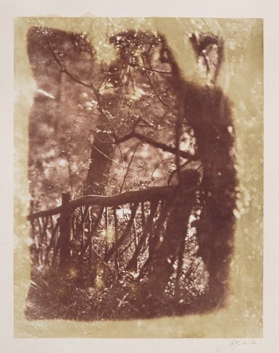 Clôture et arbres dans le bois de Colinton - David Octavius Hill