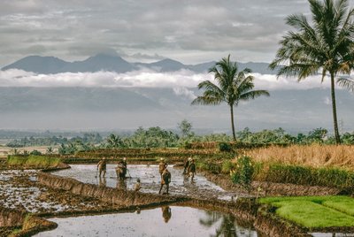 Java, Bandung. Des agriculteurs façonnent les digues de leurs rizières en terrasses, Bandung, Java - Dean Conger
