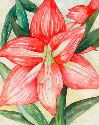 Amaryllis, 2005 (aquarelle) - Deborah Eve Alastra