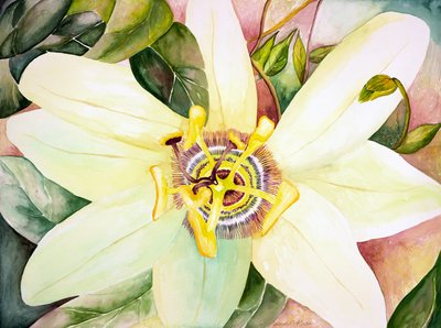 Passiflore, 2007 (aquarelle) - Deborah Eve Alastra