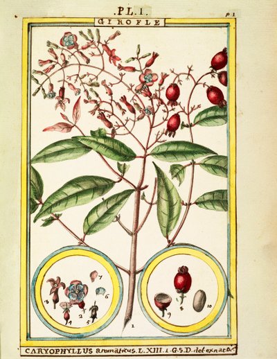 Clou de girofle (Caryophyllus Aromaticus), aquarelle par Delahaye - Delahaye Delahaye