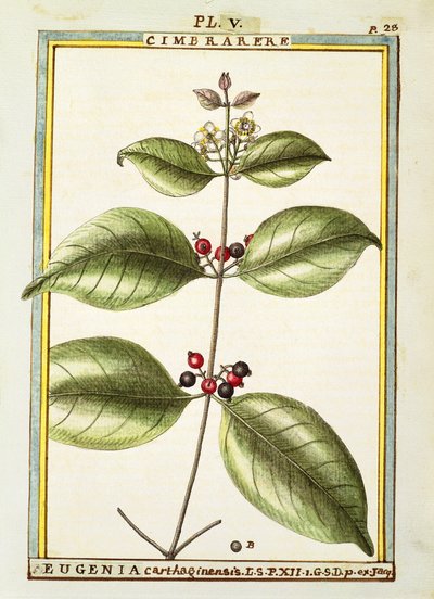 Eugenia Carthaginensis, aquarelle par Delahaye - Delahaye Delahaye
