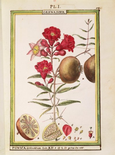 Grenade (Punica granatum), aquarelle par Delahaye - Delahaye Delahaye
