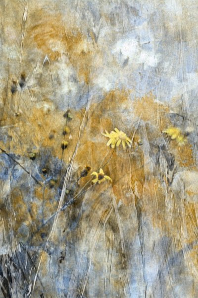 Fleurs de prairie (abstraites) - Delphine Devos