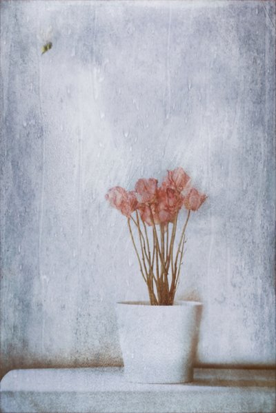 Fleurs séchées délicates - Delphine Devos