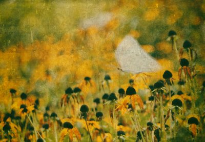 Une prairie de papillons de rêve - Delphine Devos