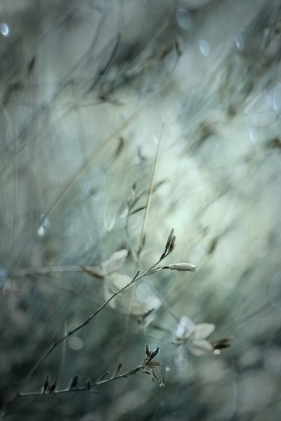 Bokeh floral onirique - Delphine Devos