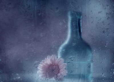 Gerbera « Dreamy Rainy » - Delphine Devos