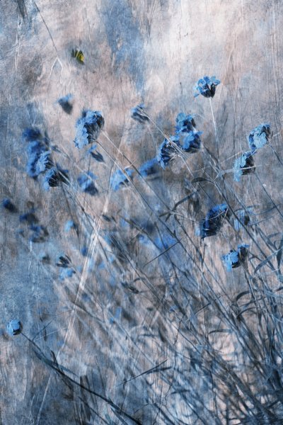 Fleurs bleues délavées - Delphine Devos