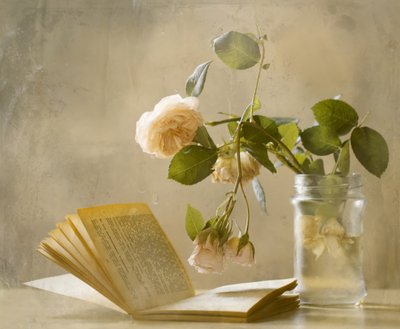 « Faded Roses » : un livre qui se dévoile - Delphine Devos