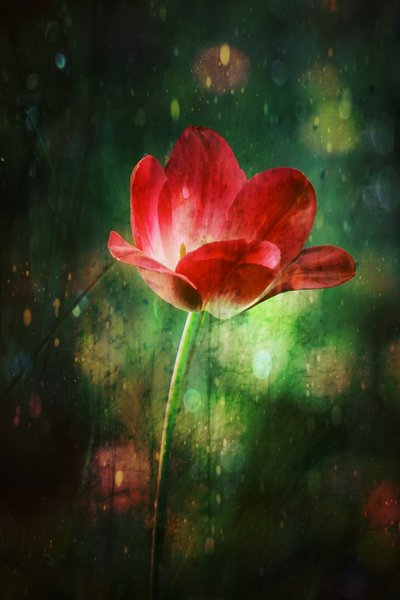 Tulipe rouge éclatante - Delphine Devos