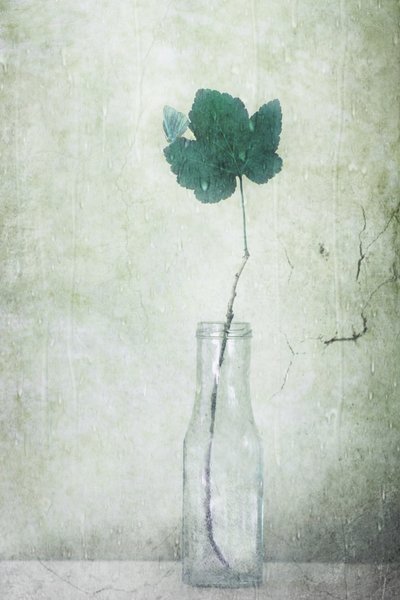 Papillon « Muted Leaf » - Delphine Devos