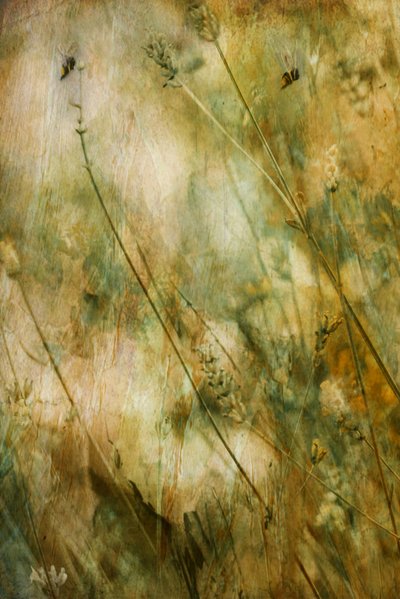  - Delphine Devos