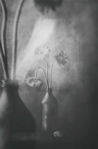 Fleurs aux teintes douces - Delphine Devos