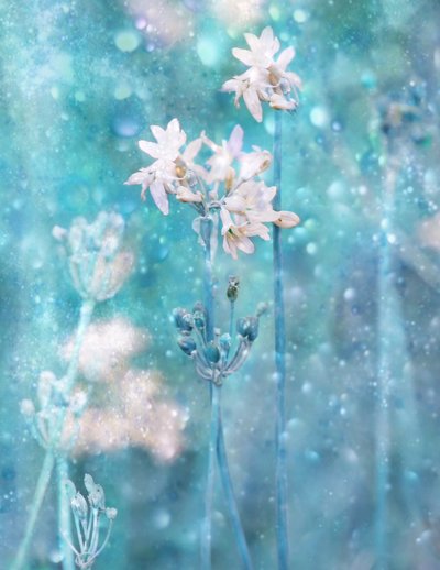  - Delphine Devos