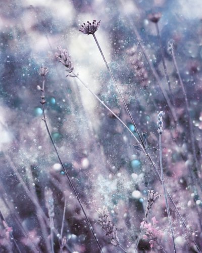  - Delphine Devos