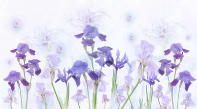 Iris lavande de rêve - Denis O Reilly
