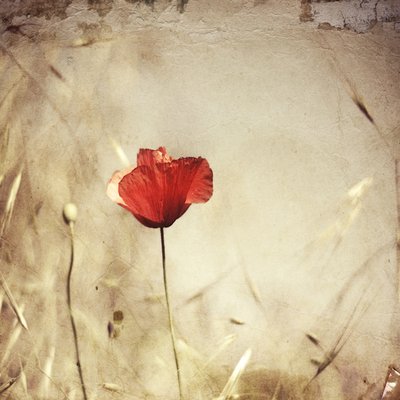  - Desislava Ignatova