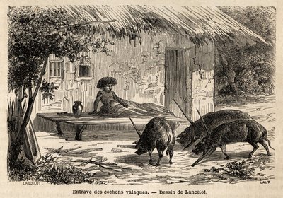 Obstructions des antériorités, ainsi immobilisées, des cochons valaques, en Roumanie. Gravure pour illustrer le voyage de Paris à Bucarest, par Lancelot, dessinateur, en 1860, publié dans « Le tour du monde, nouveau journal des voyages », sous la direction - Dieudonne Auguste Lancelot