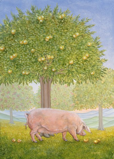 Cochon du Verger Droit - Ditz