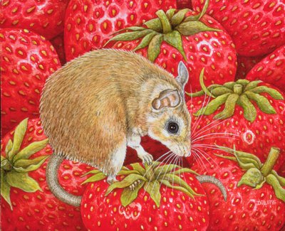 Souris-Fraise - Ditz
