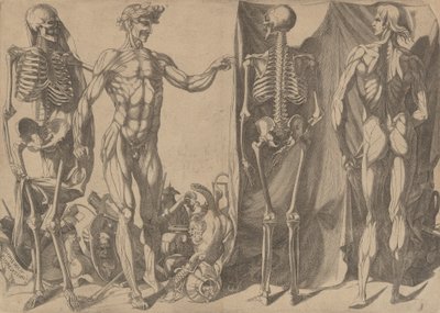 Deux hommes écorchés et leurs squelettes, vers 1540-45 - Domenico del Barbiere