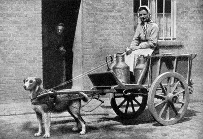 Une laitière belge lors de sa tournée matinale, Belgique, 1922 - Donald McLeish
