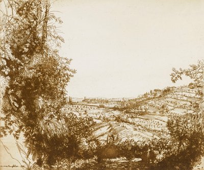 Oliveraies - Donald Shaw MacLaughlan