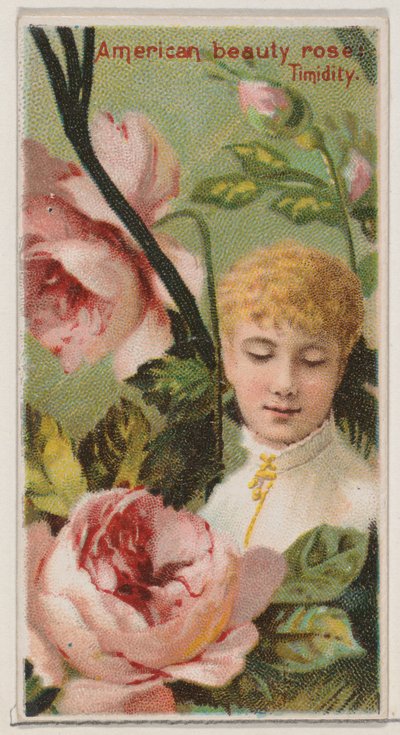 Rose American Beauty: Timidité, de la série Beautés florales et langage des fleurs, 1892 - Donaldson Brothers