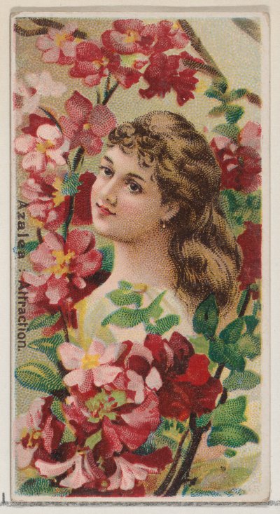 Azalée : Attraction, de la série Beautés florales et langage des fleurs N75 pour Duke..., 1892 - Donaldson Brothers