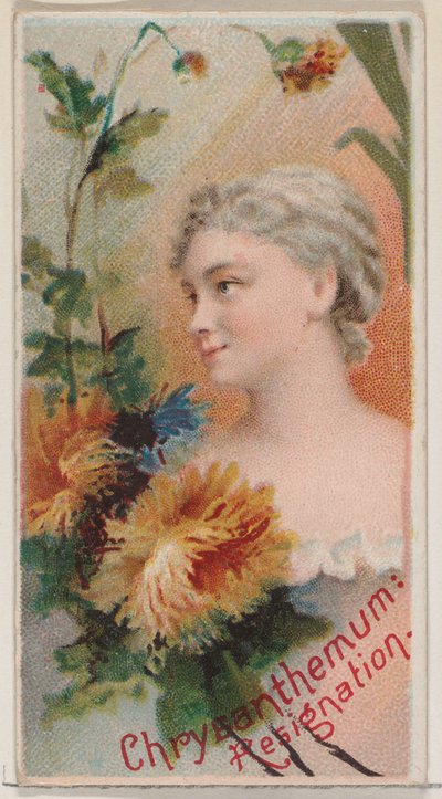 Chrysanthème : Résignation, de la série Beautés florales et langage des fleurs N75 - Donaldson Brothers