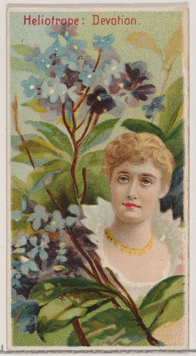 Héliotrope: Dévotion, de la série Beautés florales et langage des fleurs N75 pour Du... - Donaldson Brothers