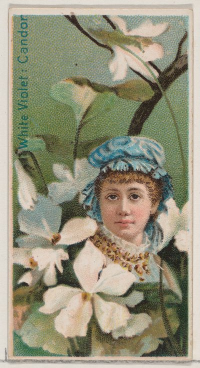 Violette blanche : Candeur, de la série Beautés florales et langage des fleurs N75 pour Du - Donaldson Brothers