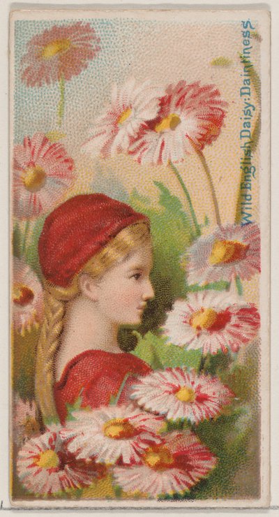 Marguerite anglaise sauvage : Délicatesse, de la série Beautés florales et langage des fleurs, 1892 - Donaldson Brothers