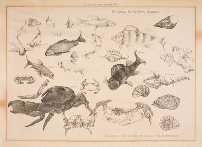 Études de poissons traités pour le design - Dorothy Martin