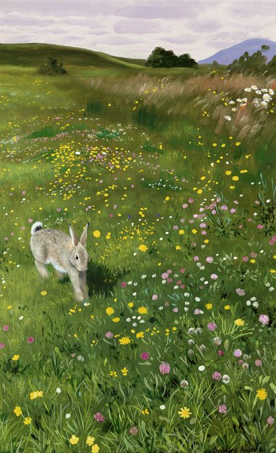 Lièvre dans les fleurs de printemps - Douglas Anderson