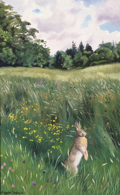 Lièvre dans un pré - Douglas Anderson