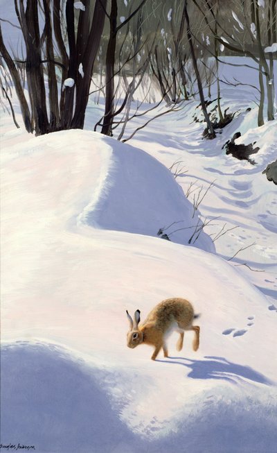 Lièvre dans la neige - Douglas Anderson