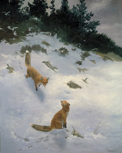 Coup de foudre, renards dans la neige - Douglas Anderson